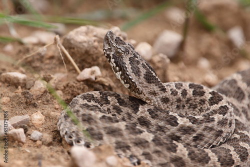 poisonous viper 3 photo