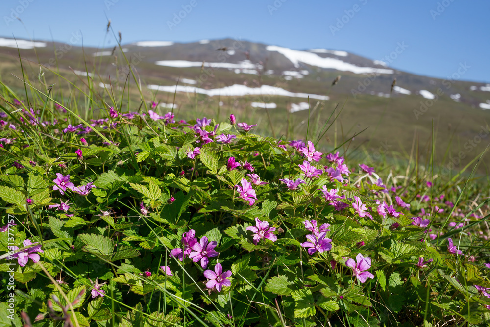 Blooming Arctic bramble or Arctic raspberry (Rubus arcticus) on the slope of the hill. Tundra wildflowers and berries. Plants that grow in the polar region. Nature of Chukotka. Siberia, Russia. July.