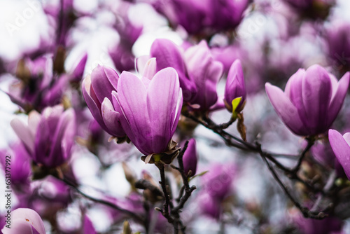 blooms in spring