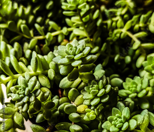 Close-up view of a succulent 