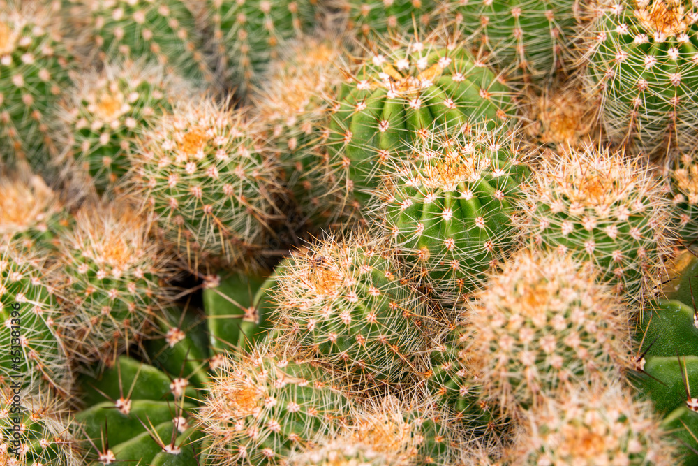 Cactus background , Cactus pot decorate in the garden, beautiful cactus and succulent plants garden Cactus background , Cactus pot decorate in the garden, beautiful cactus and succulent plants garden