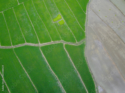 Obraz na plátně Ricefield in the village.