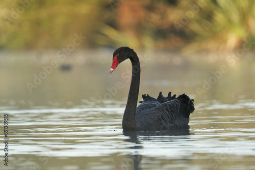 Fototapeta Naklejka Na Ścianę i Meble -  A Black Swan on a beautiful morning in a lake