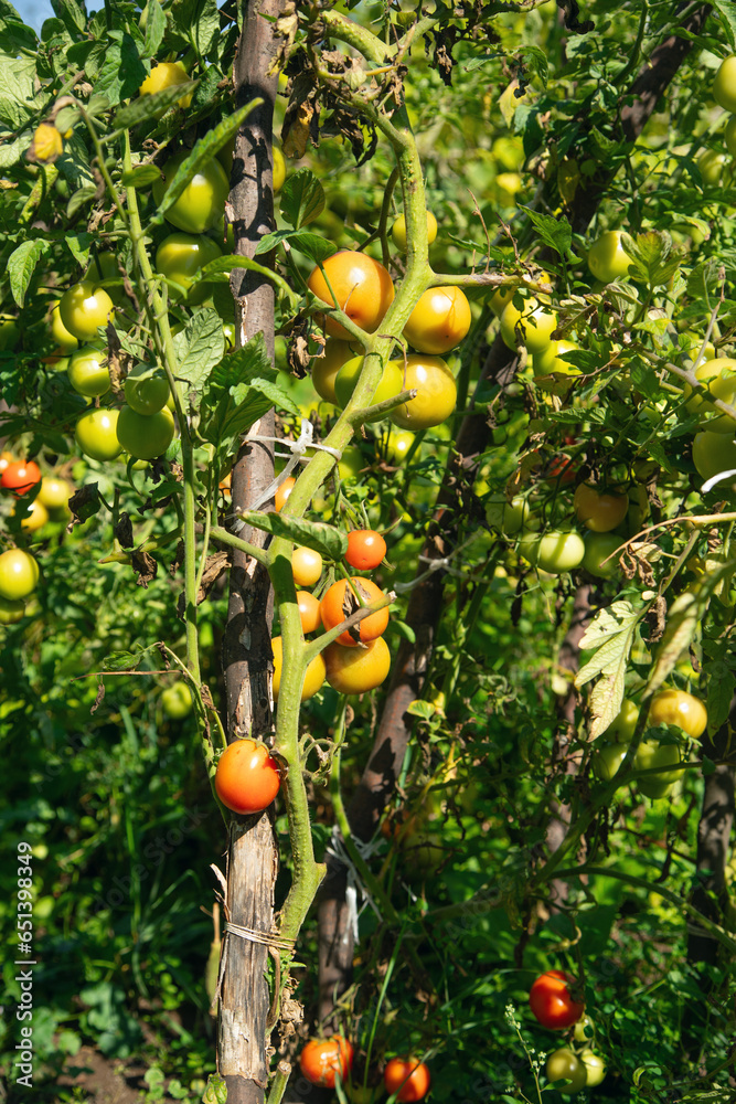 Healthy natural tomatoes in field. Healthy natural tomatoes in field.