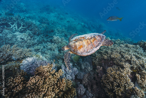 green sea turtle pose close to the healthy coral reef in australia