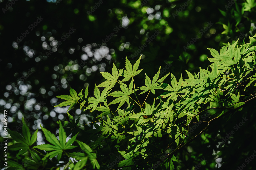 green leaves in the sun green leaves in the sun
