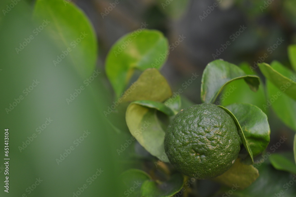 selective focus, plants and fruit Lime, scientific name citrus aurantiifolia, many branches and thorns, oval leaves, small winged petioles, contains vitamin C, boosts immunity. selective focus, plants and fruit Lime, scientific name citrus aurantiifolia, many branches and thorns, oval leaves, small winged petioles, contains vitamin C, boosts immunity.