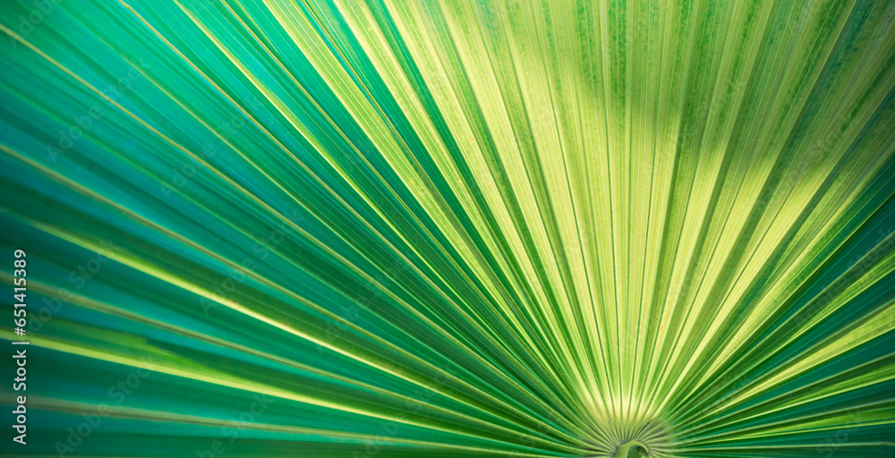 Obraz premium Majestic tropical exotic Mediterranean palm. Closeup nature of green leaf in summer garden. Natural sunlight green leaves plants spring fresh peaceful background greenery environment ecology wallpaper