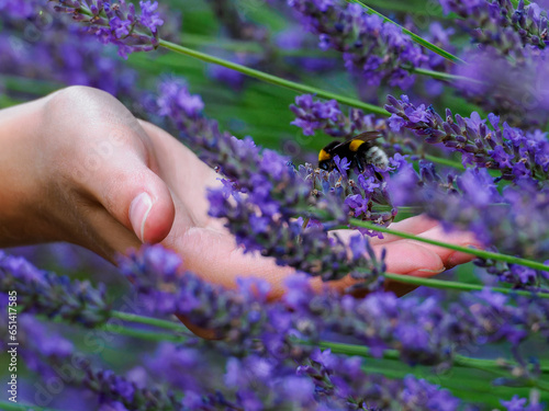 Bumblebee in lavender flying on the open hand of a human