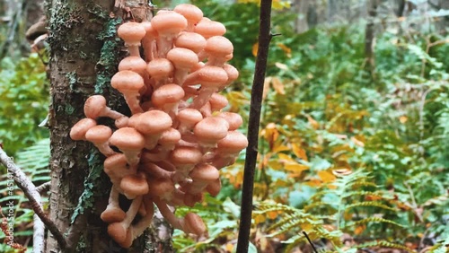 Honey mushrooms (Armillaria mellea) grow on trees in the forest in autumn. Armillaria is small. Autumn edible mushrooms. Beautiful forest mushrooms in the autumn forest. Karelia