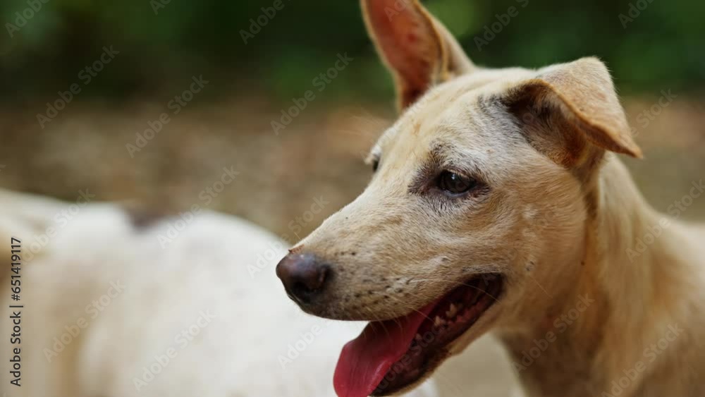 Close-up Of A White Street Dog Against Blurry Background Close-up Of A White Street Dog Against Blurry Background