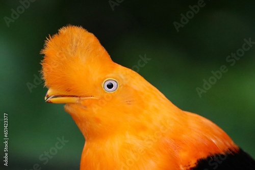 Andean cock-of-the-rock photo