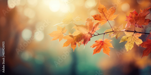 Autumn Leaves in the sun. Autumn Maple Leaves Background