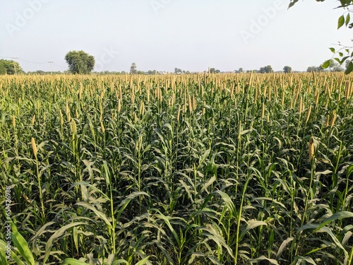 corn field in the summer photo