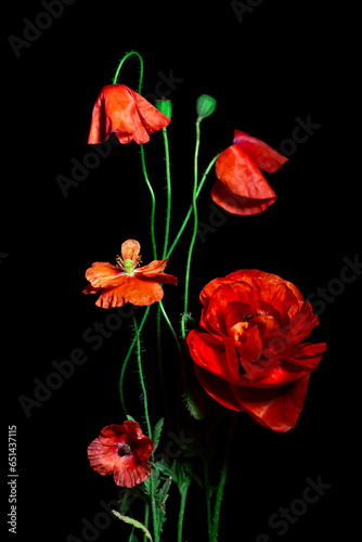 A stylish composition of Opium Flowers on a dark background. Ideal for interior decoration, Posters. Fantastic and mysterious flower arrangement. Opium Flowers fascinate and attract the eye. Passion.