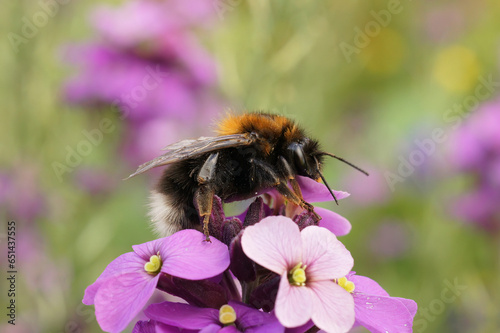 Closeup on a tree bumblbee, Bombus hypnorum , sitting on a purple wallflower , Erysimum cheiri photo