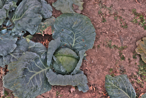 cabbage in a garden rural area