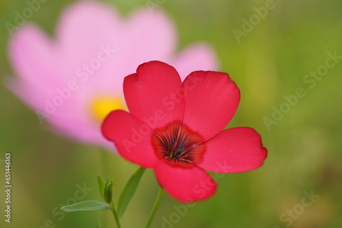 Zarte Blüten in rot und pink photo