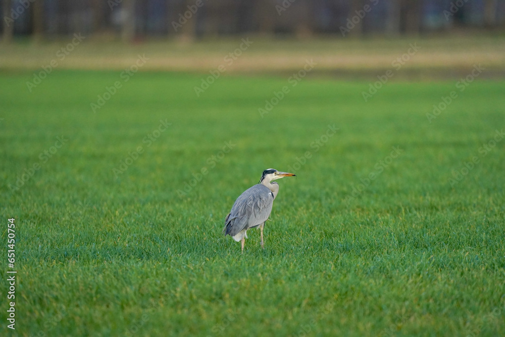 Beautiful gray heron bird walks in the grass with an insect in its beak. A natural background, grass.