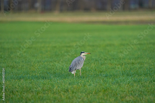 Obraz na płótnie Beautiful gray heron bird walks in the grass with an insect in its beak. A natural background, grass. w salonie