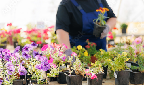 Concept flower seller in greenhouse, online shop. Portrait senior gardener woman working in garden farm plants