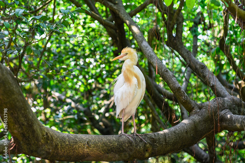 The cattle egret (Bubulcus ibis) outdoors in Kuala Lumpur, Malaysia photo