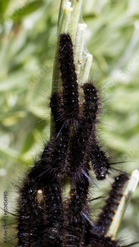 Worms during the wildlfower season. photo