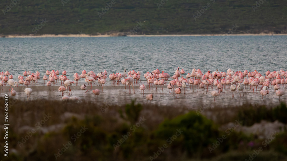 Naklejka premium Lesser and greater flamingos in the distance.