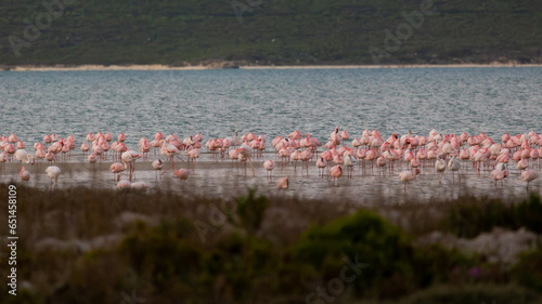 Lesser and greater flamingos in the distance.