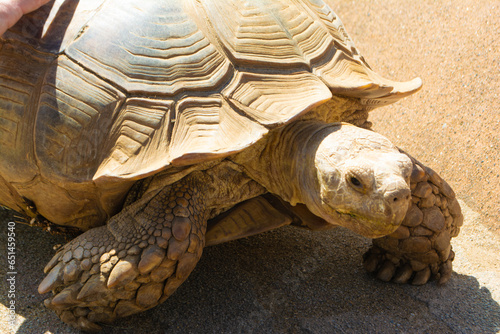 千葉県マザー牧場　ふれあい牧場のリクガメ