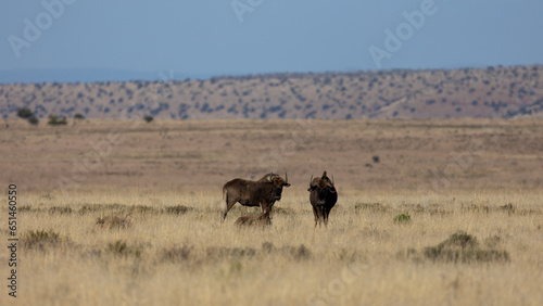 Black wildebeest herd in Mountain Zebra National Park. © Jurgens