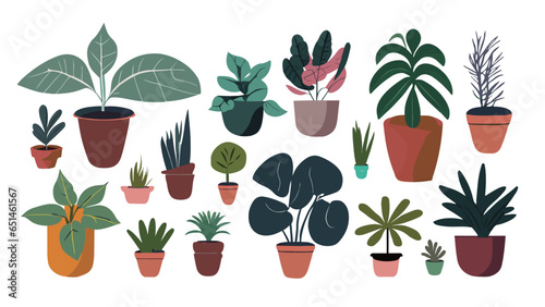 various indoor ornamental foliage houseplants