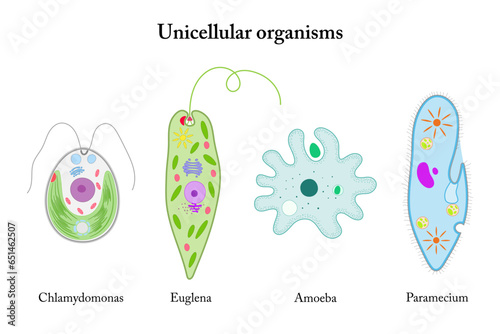 Unicellular organisms. Chlamydomonas, Euglena, Amoeba, Paramecium. photo