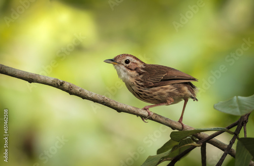 The puff-throated babbler or spotted babbler is a species of passerine bird found in Asia. They are found in scrub and moist forest mainly in hilly regions.