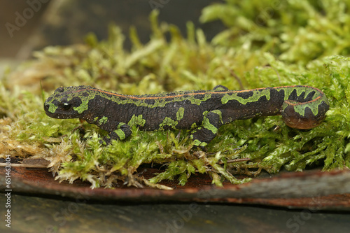 Closeup on the colorful endangered green European marbled newt, Triturus marmoratus sitting on moss