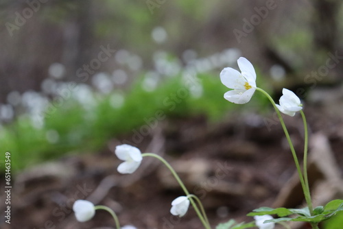 小さな白い花  © Exotic_Cat