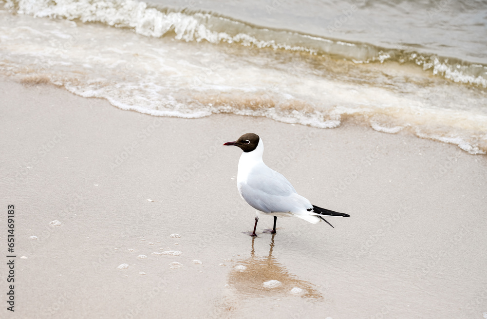 Bird on the beach at the Baltic Sea near Świnoujście. Bird on the beach at the Baltic Sea near Świnoujście.