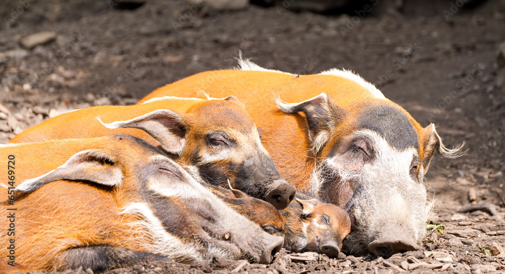 Family of brusheared pigs is resting. River hog, Potamochoerus porcus