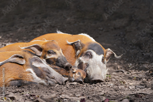 Family of brush-eared pigs is resting. River hog, Potamochoerus porcus, Bush pig. Red river hog. © Elly Miller