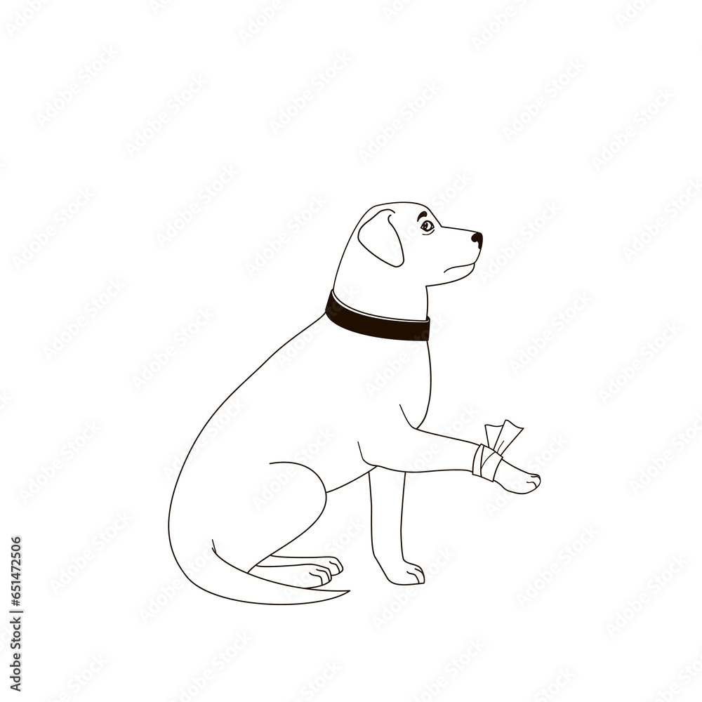 Fototapeta premium dog with a bandaged paw
