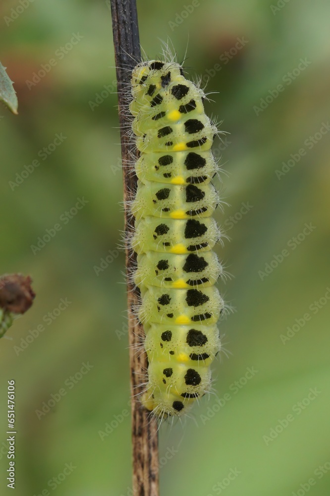 Vertical closeup on the green caterpillar of the diurnal Provence burnet moth, Zygaena occitanica on a straw Vertical closeup on the green caterpillar of the diurnal Provence burnet moth, Zygaena occitanica on a straw