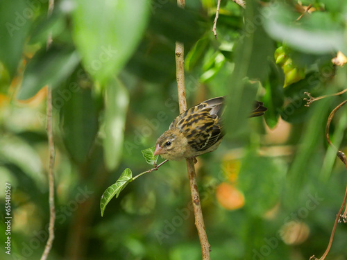 Yellow Fody bird from Mauritius perching in natural environment 