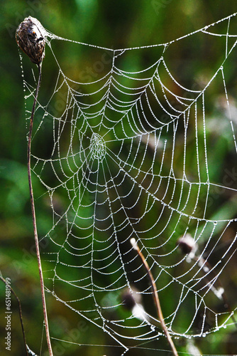 Capolavoro della natura