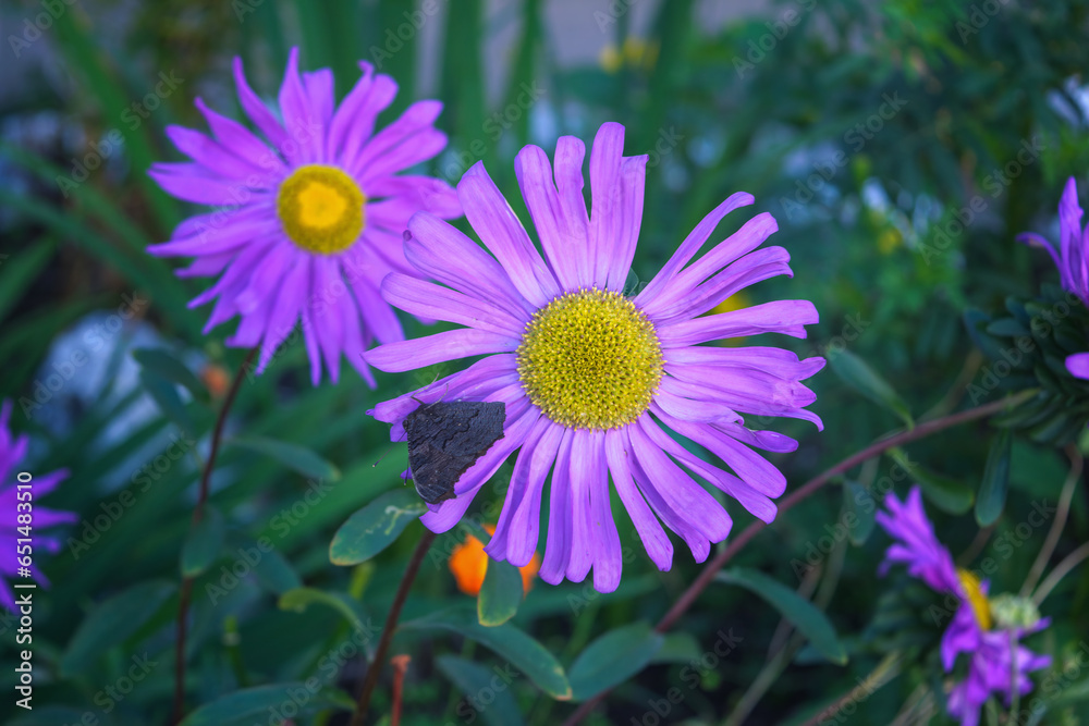 Closeup of flower of Aster alpinus in a garden in early autumn against diffused background.