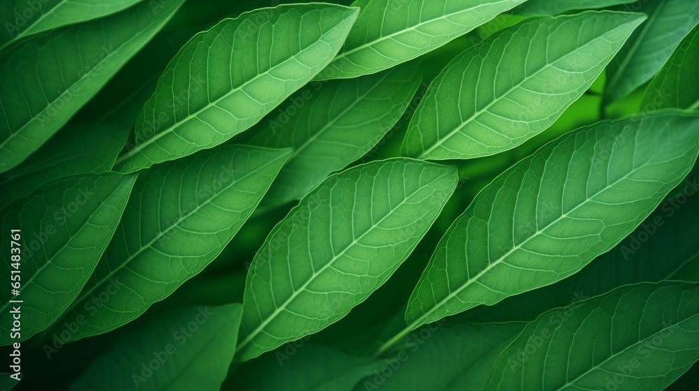 Green leaf background close up view. Nature foliage abstract of leave texture for showing concept of green business and ecology for organic greenery and natural product background. : Generative AI Green leaf background close up view. Nature foliage abstract of leave texture for showing concept of green business and ecology for organic greenery and natural product background. : Generative AI