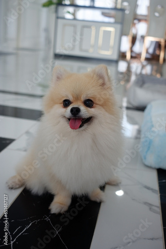 Pomeranian dog is sitting comfortably.