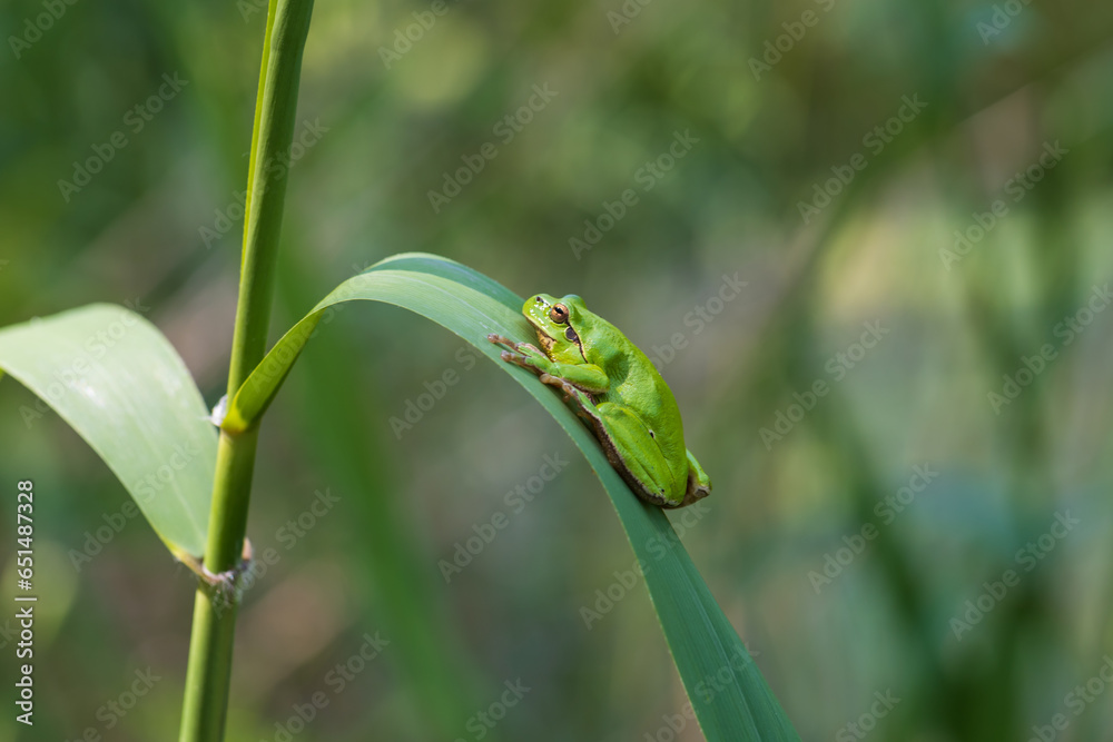 Hyla arborea - Green tree frog on a stalk. The background is green. The photo has a nice bokeh. Wild photo Hyla arborea - Green tree frog on a stalk. The background is green. The photo has a nice bokeh. Wild photo