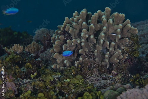 Fototapeta Naklejka Na Ścianę i Meble -  A blue neon colour fish with a coral in the background