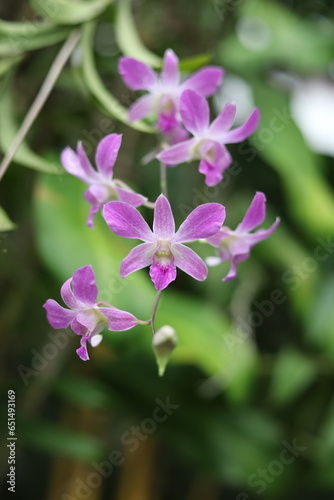 butterfly  flower  nature  purple  spring  garden  plant  flowers  pink  blossom  summer  flora  beauty  macro  bloom  violet  orchid  wild  petal  season  floral  closeup  color  beautiful  lilac  bo