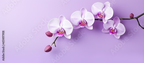 Isolated purple orchid on a isolated pastel background Copy space